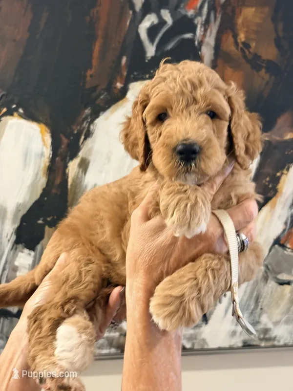 Silver boy  – Poodle - Standard  puppy for sale in Hermitage, TN