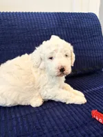 Red boy , a male Miniature Goldendoodle for sale in Nashville, TN – 1 of 3