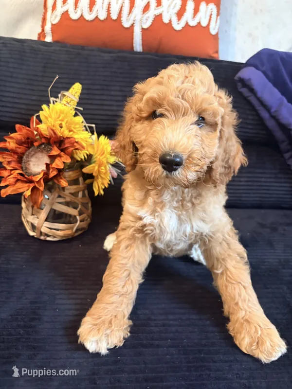 Silver collar  – Poodle - Standard  puppy for sale in Hermitage, TN