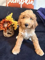 Silver collar , a male Poodle - Standard  for sale in Hermitage, TN – 1 of 2