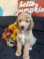 Blue collar boy , a male Poodle - Standard  for sale in Hermitage, TN – 3 of 3