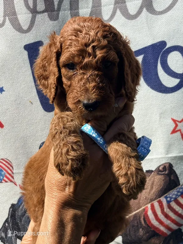 Turquoise girl – Poodle - Standard  puppy for sale in Nashville, TN