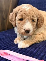 Pink girl, a female Miniature Goldendoodle for sale in Nashville, TN – 2 of 5