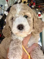 Yellow boy , a male Miniature Goldendoodle for sale in Nashville, TN – 2 of 3