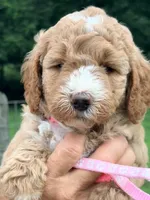 Pink girl, a female Miniature Goldendoodle for sale in Nashville, TN – 4 of 4