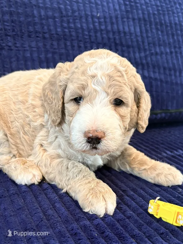 Yellow boy – Miniature Goldendoodle puppy for sale in Nashville, TN