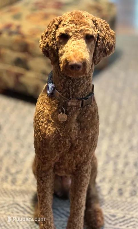 Riley – Goldendoodle puppy for sale in Nashville, TN