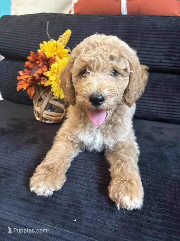 Brew – Poodle - Standard  puppy for sale in Hermitage, TN