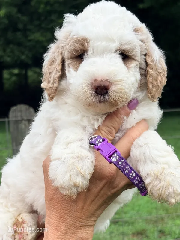 Purple girl – Miniature Goldendoodle puppy for sale in Nashville, TN