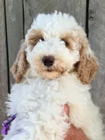 Purple girl, a female Miniature Goldendoodle for sale in Nashville, TN – 4 of 5