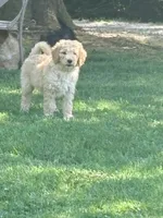 Charlie, a male Goldendoodle for sale in Nashville, TN – Photo 2 of 2