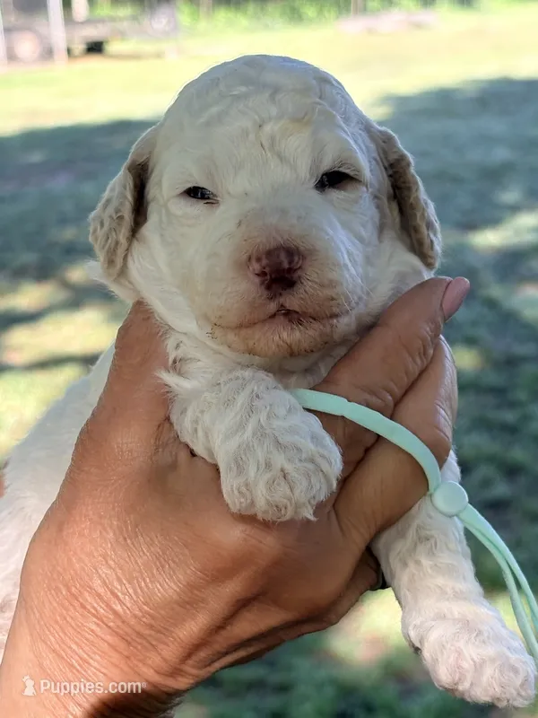 Mint girl  – Miniature Goldendoodle puppy for sale in Nashville, TN