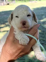 Mint girl , a female Miniature Goldendoodle for sale in Nashville, TN – 1 of 2