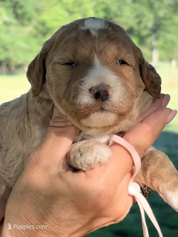 Pink girl  – Miniature Goldendoodle puppy for sale in Nashville, TN