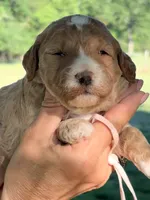 Pink girl , a female Miniature Goldendoodle for sale in Nashville, TN – 1 of 3