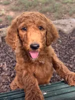 Charlotte , a female Poodle - Standard  for sale in Nashville, TN – 5 of 6