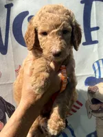 Orange boy, a male Poodle - Standard  for sale in Nashville, TN – 2 of 3