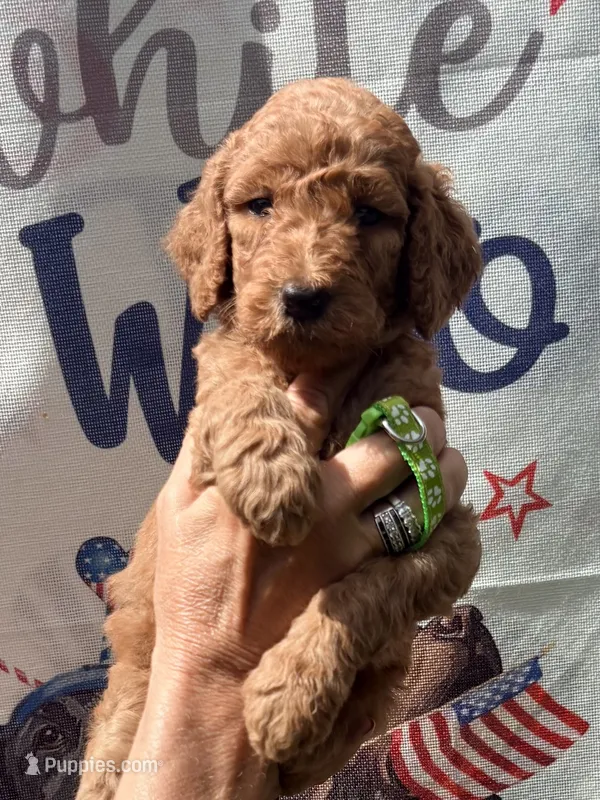 Lime green girl – Poodle - Standard  puppy for sale in Nashville, TN