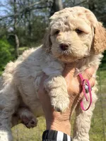 Hot pink girl, a female Goldendoodle for sale in Nashville, TN – Photo 2 of 3
