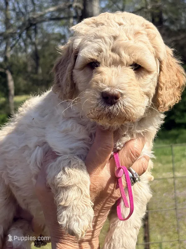 Hot pink girl – Goldendoodle puppy for sale in Nashville, TN