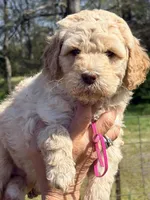Hot pink girl, a female Goldendoodle for sale in Nashville, TN – Photo 1 of 3