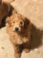 Sonny , a male Poodle - Miniature  for sale in Hermitage, TN – 2 of 2