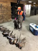 Hershey, a female Labrador Retriever for sale in Nashville, TN – Photo 4 of 5