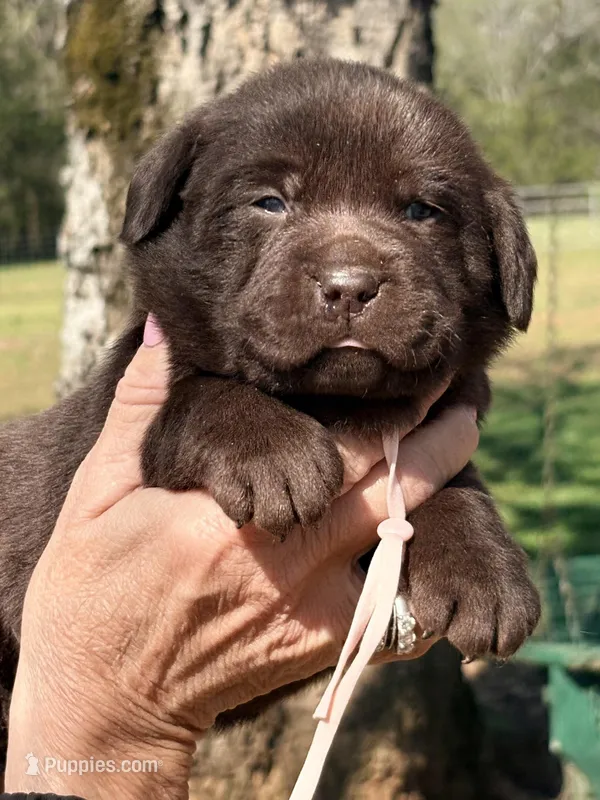 Hershey – Labrador Retriever puppy for sale in Nashville, TN