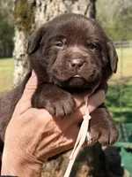 Hershey, a female Labrador Retriever for sale in Nashville, TN – Photo 1 of 5