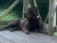 Hershey, a female Labrador Retriever for sale in Nashville, TN – Photo 3 of 5