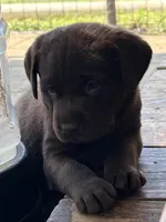 Her- shey , a female Labrador Retriever for sale in Nashville, TN – Photo 3 of 8