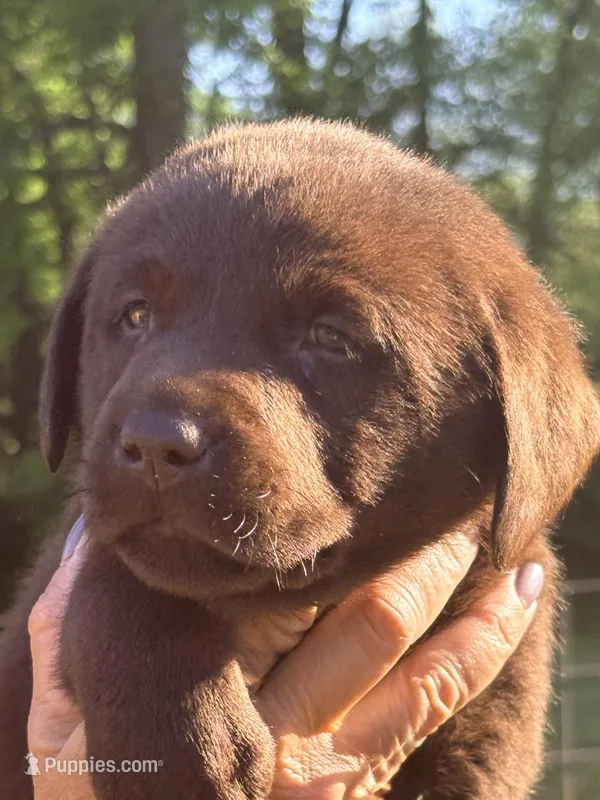 Her- shey  – Labrador Retriever puppy for sale in Nashville, TN