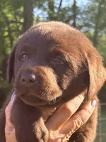 Her- shey , a female Labrador Retriever for sale in Nashville, TN – Photo 1 of 8