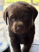 Her- shey , a female Labrador Retriever for sale in Nashville, TN – Photo 6 of 8