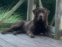 Her- shey , a female Labrador Retriever for sale in Nashville, TN – Photo 4 of 8