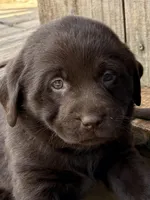 Her- shey , a female Labrador Retriever for sale in Nashville, TN – Photo 2 of 8