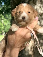 Pink girl , a female Miniature Goldendoodle for sale in Nashville, TN – 2 of 3