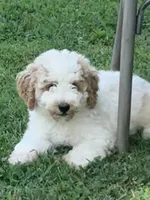 Erin, a female Miniature Goldendoodle for sale in Nashville, TN – 1 of 6