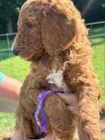 Maggie, a female Poodle - Standard  for sale in Nashville, TN – 3 of 4