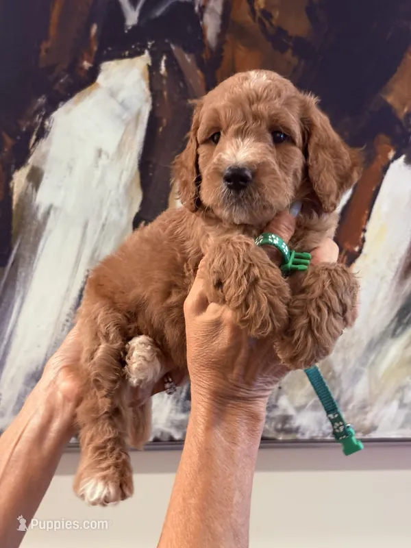 Green collar boy  – Poodle - Standard  puppy for sale in Hermitage, TN