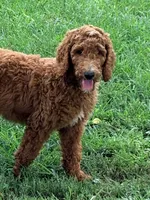 Maggie, a female Poodle - Standard  for sale in Nashville, TN – 4 of 4