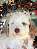 Lime girl, a female Miniature Goldendoodle for sale in Nashville, TN – 3 of 4