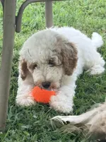 Erin, a female Miniature Goldendoodle for sale in Nashville, TN – 2 of 6