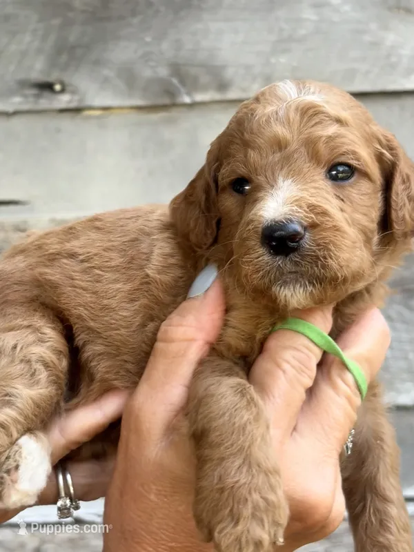 Green collar boy  – Poodle - Standard  puppy for sale in Hermitage, TN