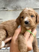 Green collar boy , a male Poodle - Standard  for sale in Hermitage, TN – 1 of 1