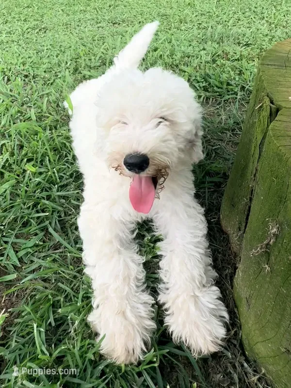Red boy  – Miniature Goldendoodle puppy for sale in Nashville, TN