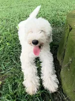 Red boy , a male Miniature Goldendoodle for sale in Nashville, TN – 1 of 4