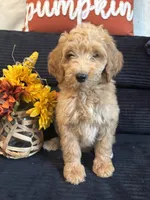 Lime collar , a female Poodle - Miniature  for sale in Hermitage, TN – 2 of 3