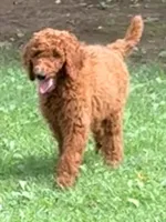 Maggie, a female Poodle - Standard  for sale in Nashville, TN – 2 of 4