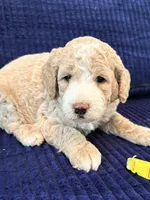 Yellow boy, a male Miniature Goldendoodle for sale in Nashville, TN – 4 of 4